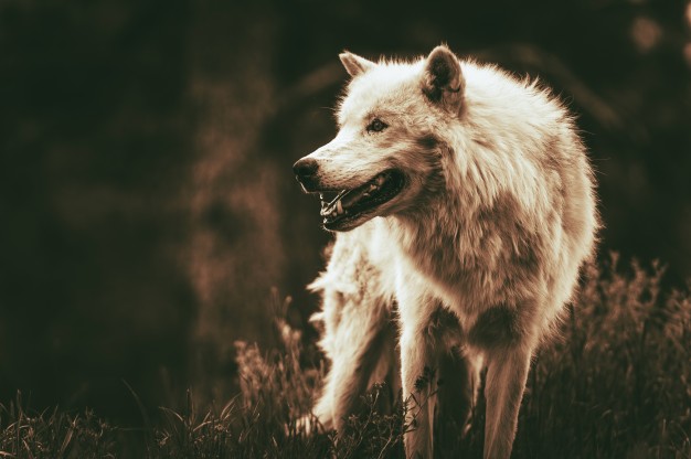 Uwaga na watahy wilków