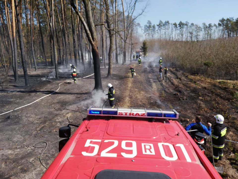 Pożar lasu w Gorzycach