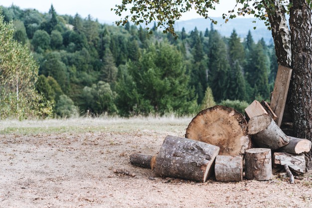 Prokuratura bada sprawę wycinki drzew w Pantalowicach 
