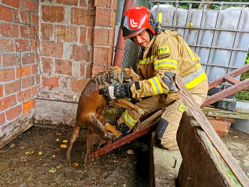 Strażacy wyciągnęli topiącego się psa z silosu 