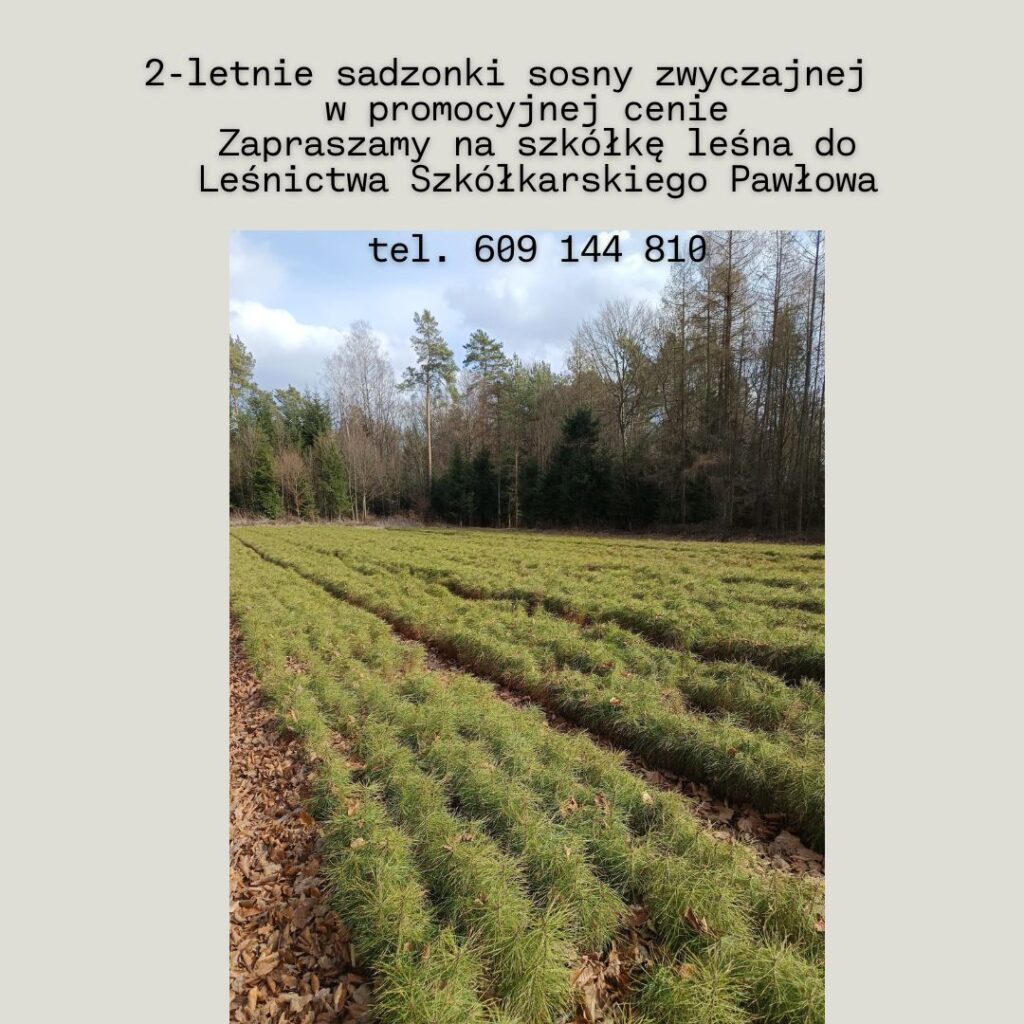 Szukasz młodych drzewek sosny zwyczajnej? Przyjdź do nadleśnictwa w Sieniawie
