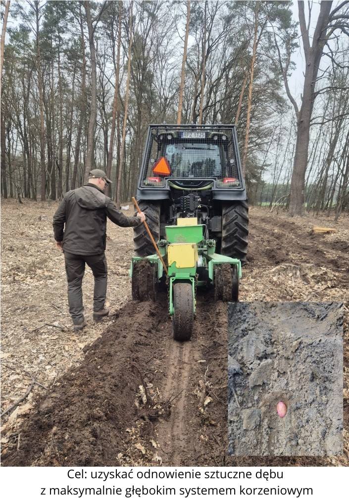 Wiosenne Odnowienie Lasu W Nadleśnictwie Sieniawa