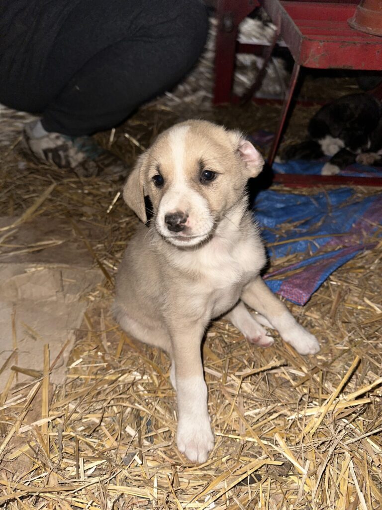 Cztery łapy czekają na ciepły kąt! Urocze szczeniaki z Gminy Gać szukają domów