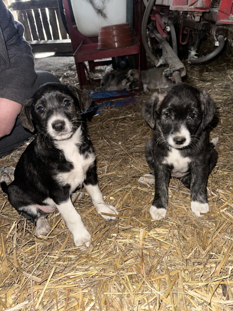 Cztery łapy czekają na ciepły kąt! Urocze szczeniaki z Gminy Gać szukają domów