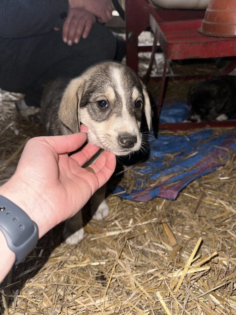 Cztery łapy czekają na ciepły kąt! Urocze szczeniaki z Gminy Gać szukają domów