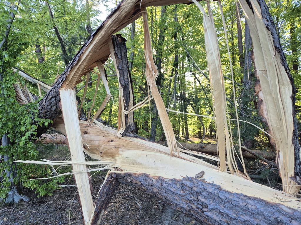 Wichura nad lasami Nadleśnictwa Sieniawa. Trwa usuwanie szkód 1 Wichura nad lasami Nadleśnictwa Sieniawa. Trwa usuwanie szkód