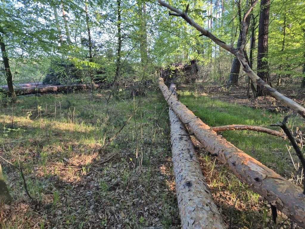 Wichura nad lasami Nadleśnictwa Sieniawa. Trwa usuwanie szkód 2 Wichura nad lasami Nadleśnictwa Sieniawa. Trwa usuwanie szkód