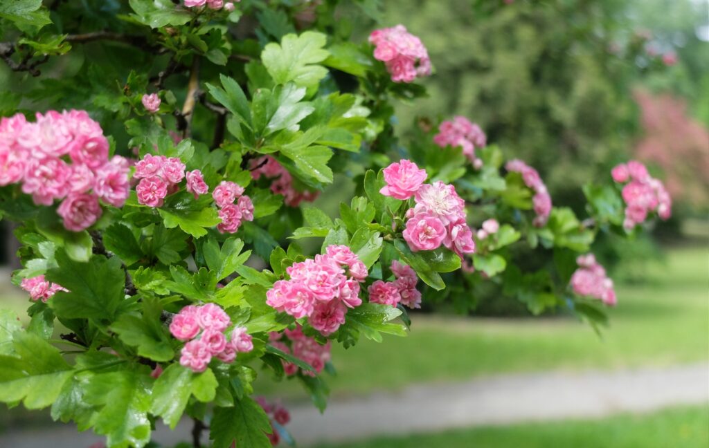 495762785_1243141137819487_1951546151623319624_n