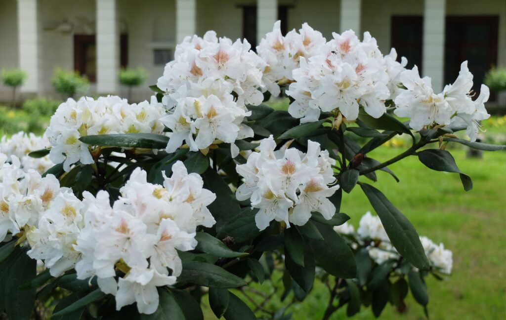 495853725_1243141254486142_5537285681595796224_n