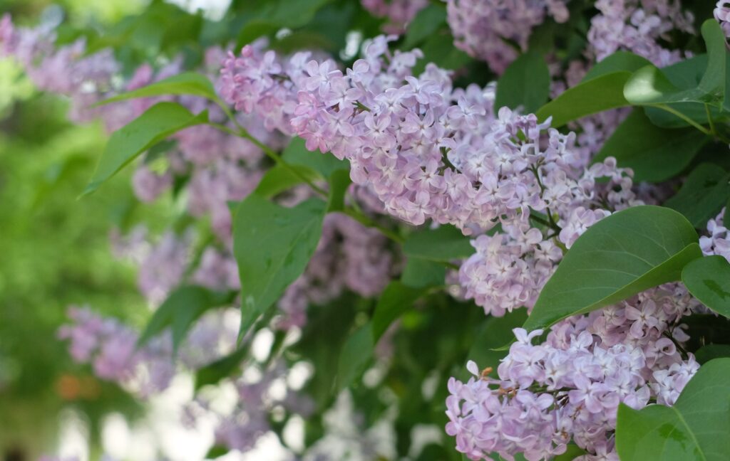 496845159_1243141671152767_3212428814636318071_n