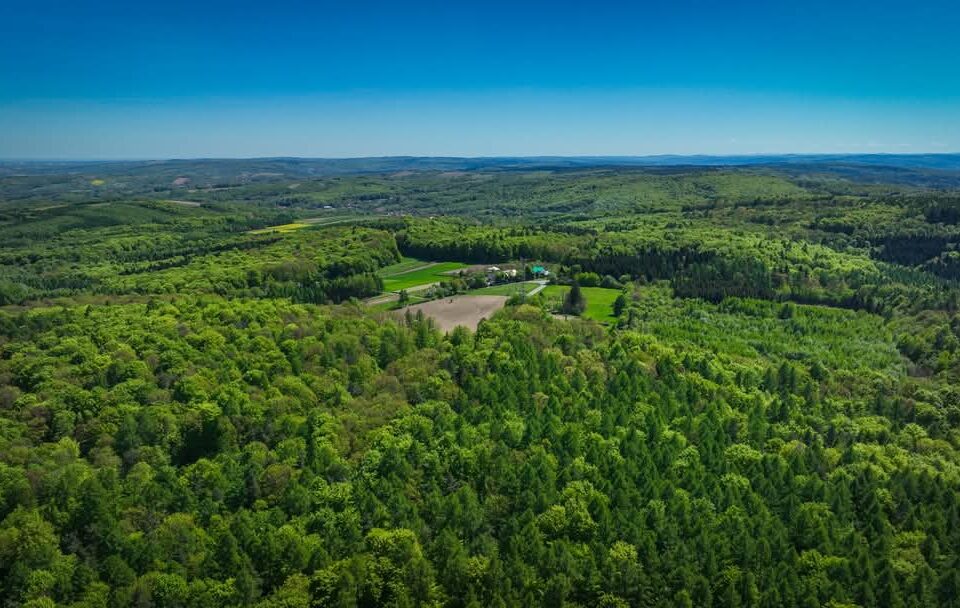 Majowa eksplozja barw w Gminie Kańczuga. Przyroda zachwyca z lotu ptaka
