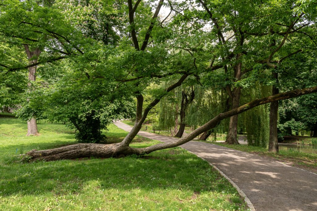 Ponad 200-letni korkowiec amurski ozdobą ogrodu w Zarzeczu. Muzeum prezentuje wyjątkowe drzewo