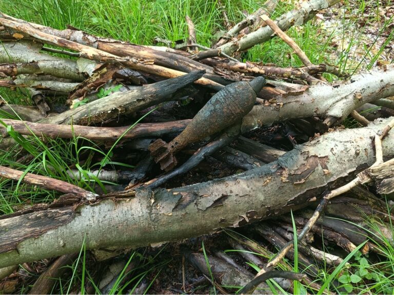 Niebezpieczne Znalezisko w Lesie. Leśnicy Apelują o Rozsądek po Próbie Detonacji Niewybuchu