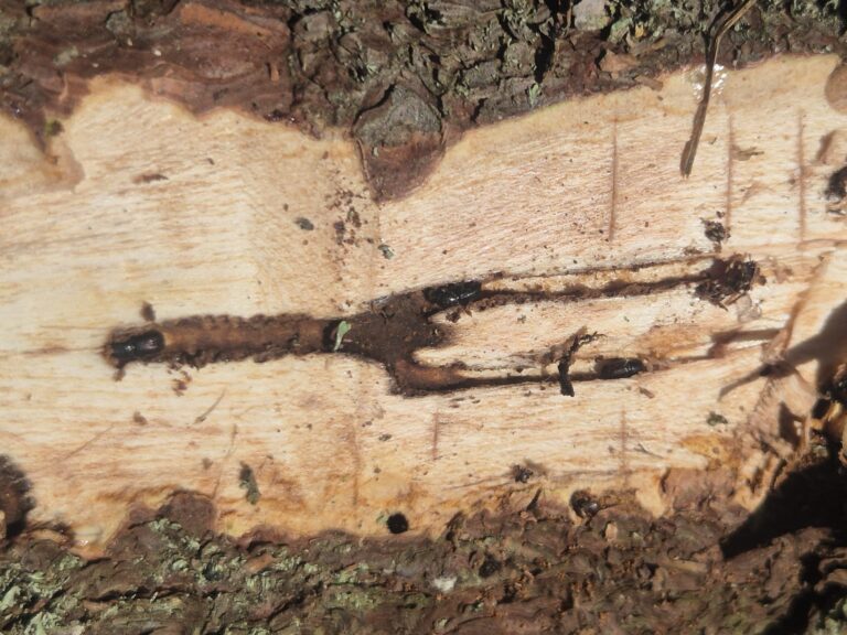 504355078 1147415200765143 1545916595142044767 n