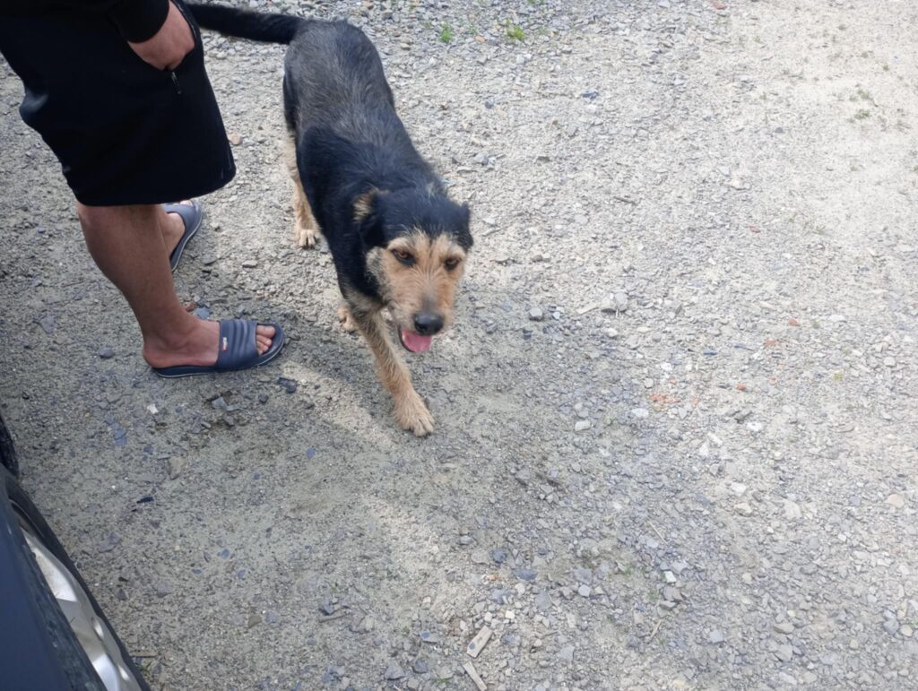 Kańczuga: Poszukiwany właściciel psa błąkającego się w Łopuszce Małej 1 504426395 1159895082847992 8952839953906970617 n