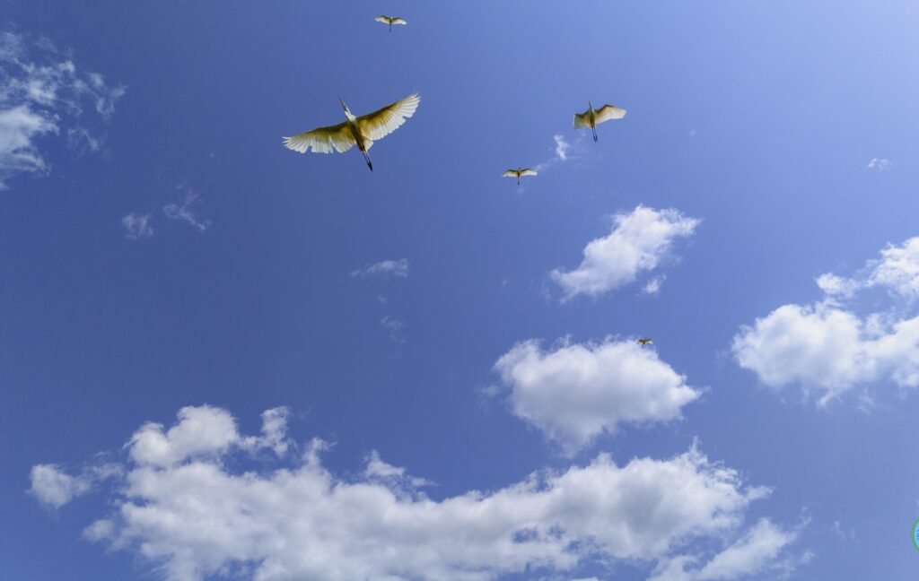 505720883 1022449366736492 8229278364416296807 n