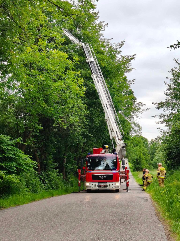 Nietypowa interwencja strażaków z Kańczugi. Uratowali kota, który utknął na drzewie 1 506401218 1032491868994130 2888854977209430301 n