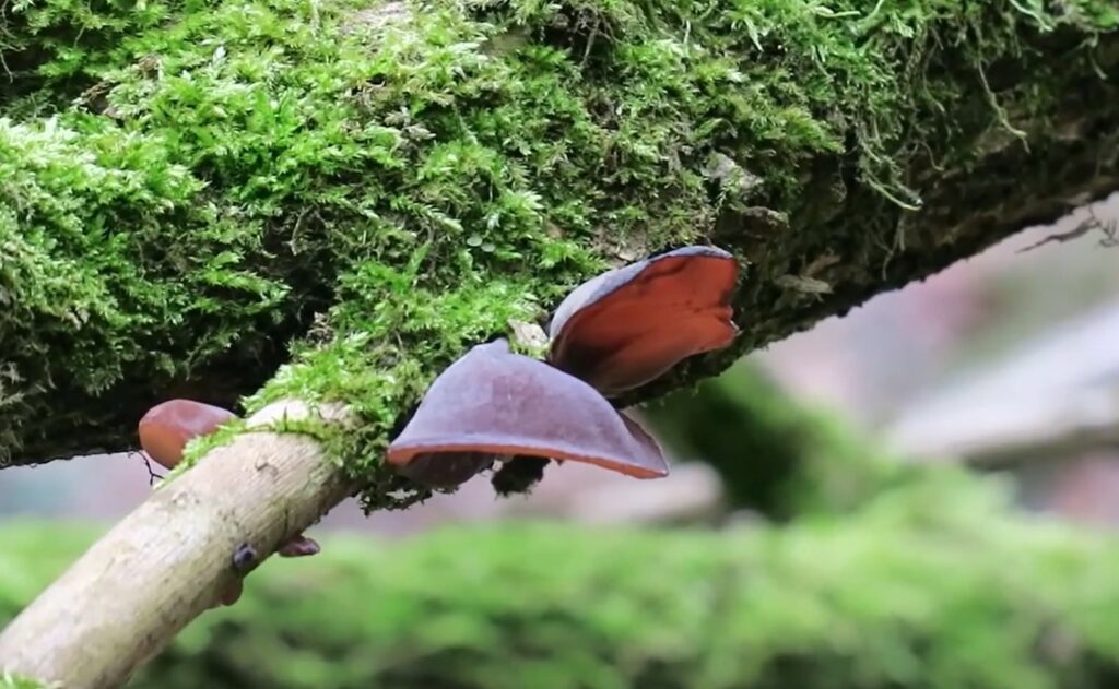 484956602 1070048271818720 6315304588878120551 n