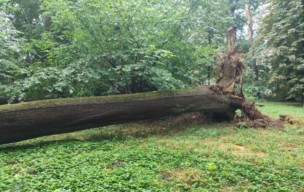 514264344 1294938155973118 5461989964132905562 n