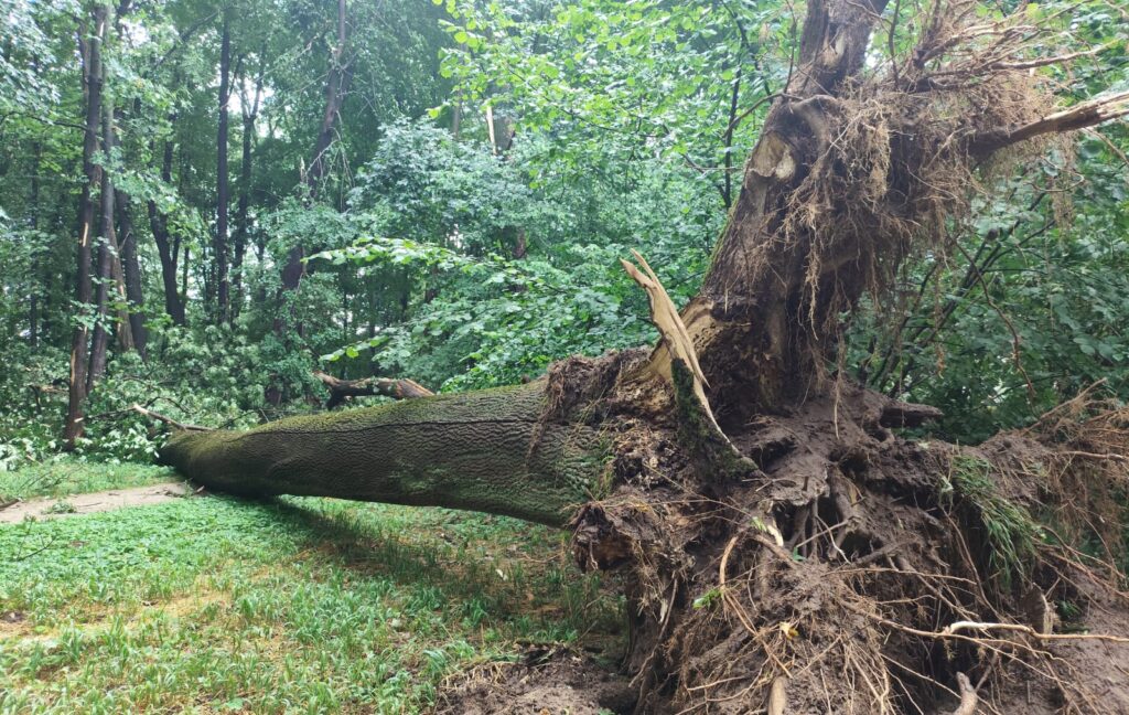 514408583 1294937995973134 6187969462844890468 n