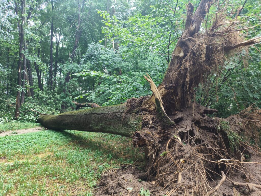 514408583 1294937995973134 6187969462844890468 n