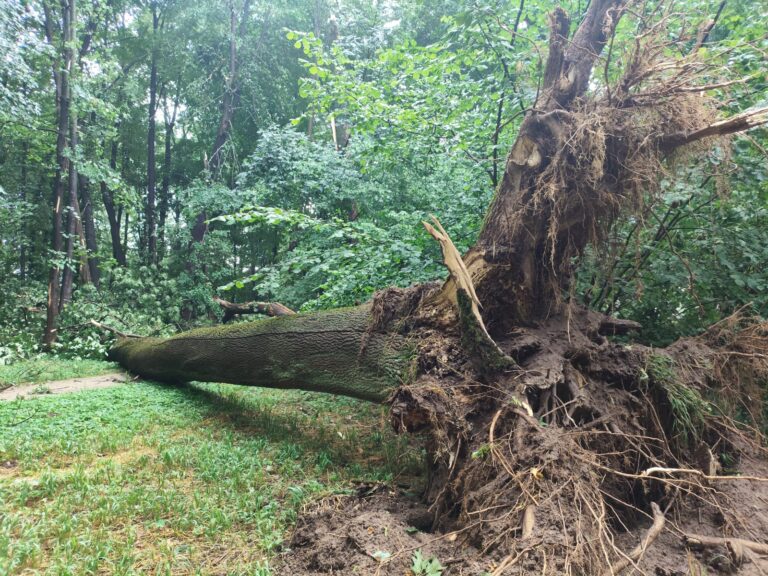 514408583 1294937995973134 6187969462844890468 n