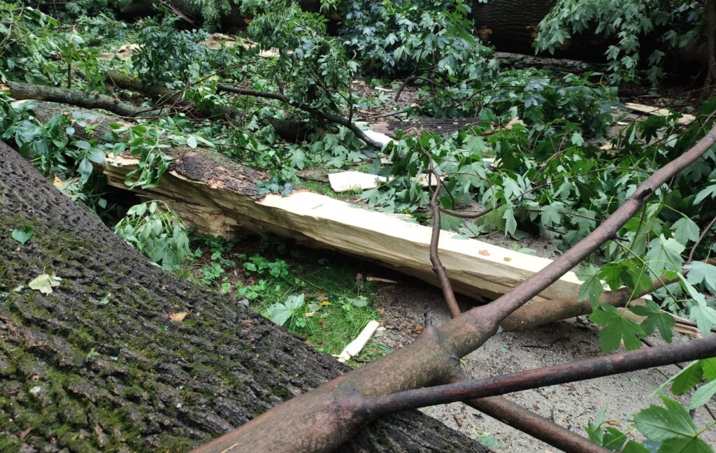 515667425 1294938255973108 2176919867175312348 n