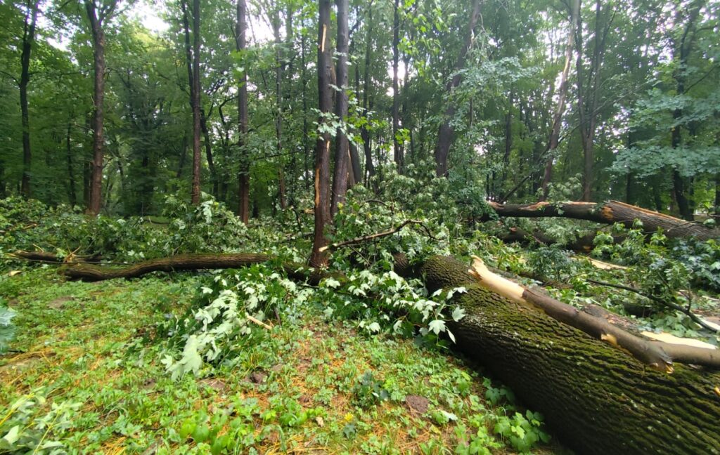 515899958 1294938295973104 8909139698691895712 n