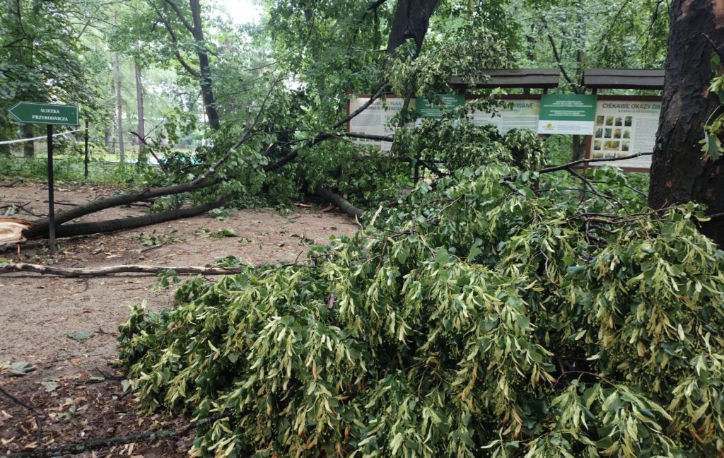 516392752 1294938502639750 1154120853823320111 n