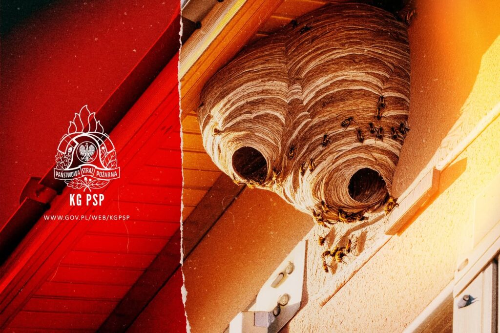 522707094 1057886033196390 201304129122254280 n