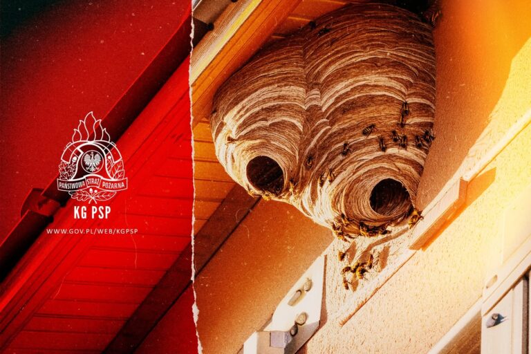 522707094 1057886033196390 201304129122254280 n