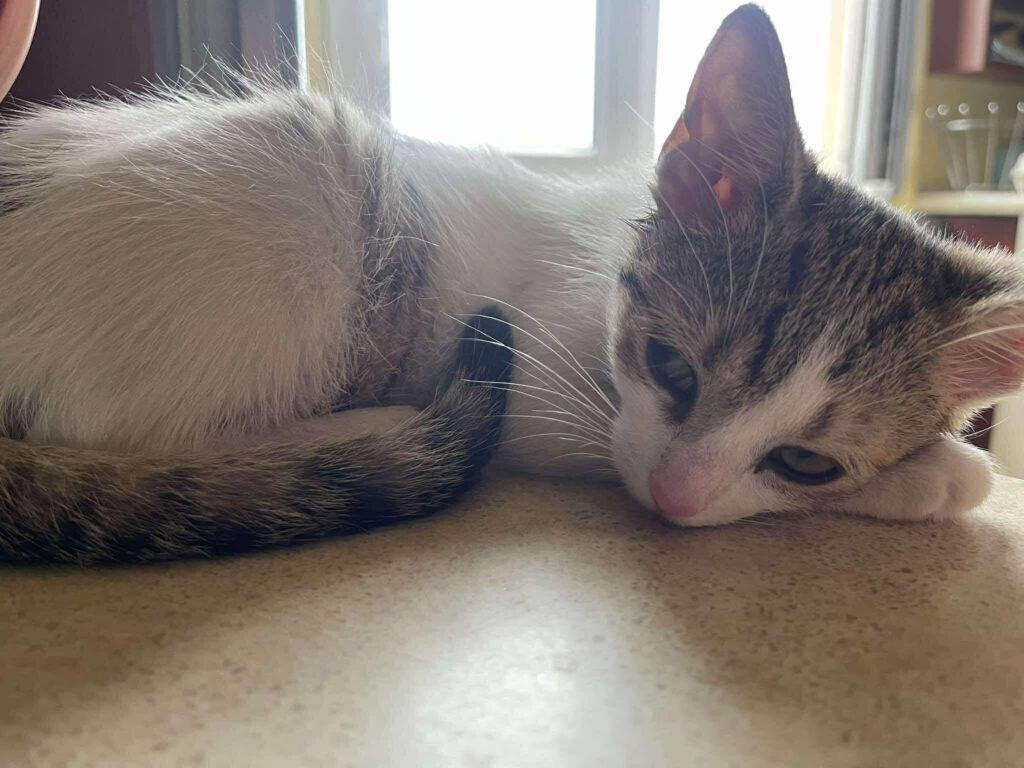 524012190 594826603699485 7183404138503631772 n