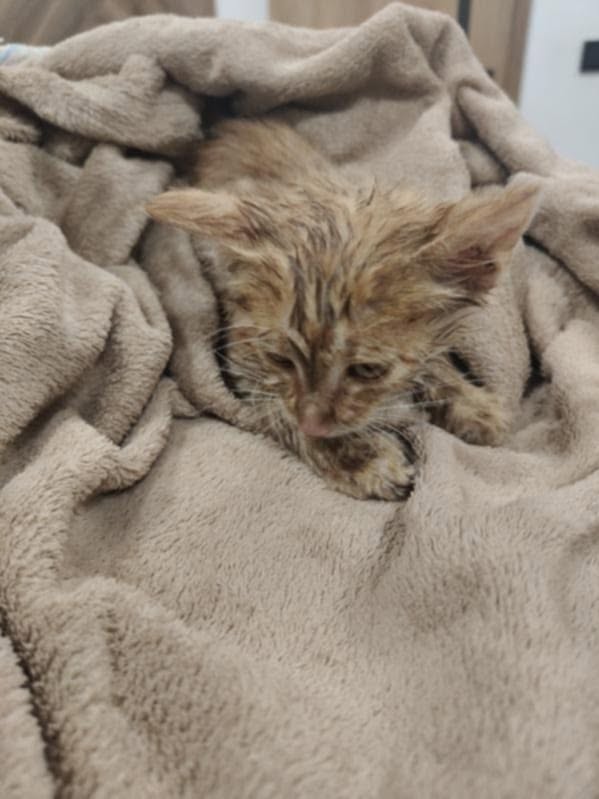 524127149 1056248729995632 5228674248062835912 n