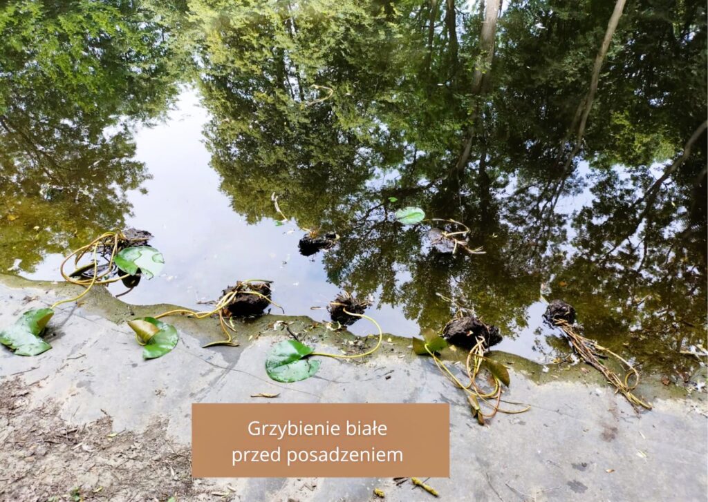 526822370 1315681973898736 3790658038638094957 n