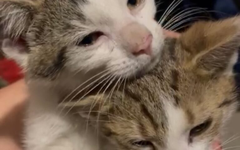 project 424303 1753723993