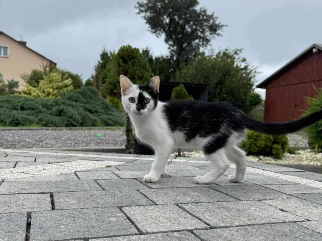 528202055 1146760237479247 3077617203851056409 n