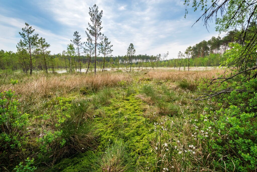 528289234 1180297030793843 4452091816166600257 n