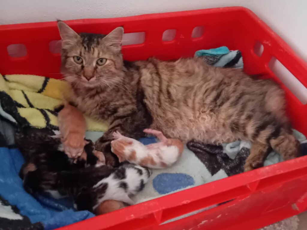 528795597 122184681170310265 6362273846263968467 n1