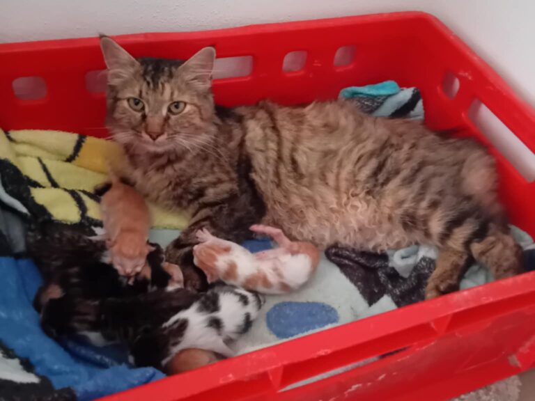 528795597 122184681170310265 6362273846263968467 n1