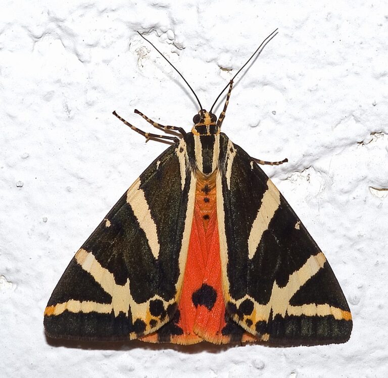 Euplagia quadripunctaria03