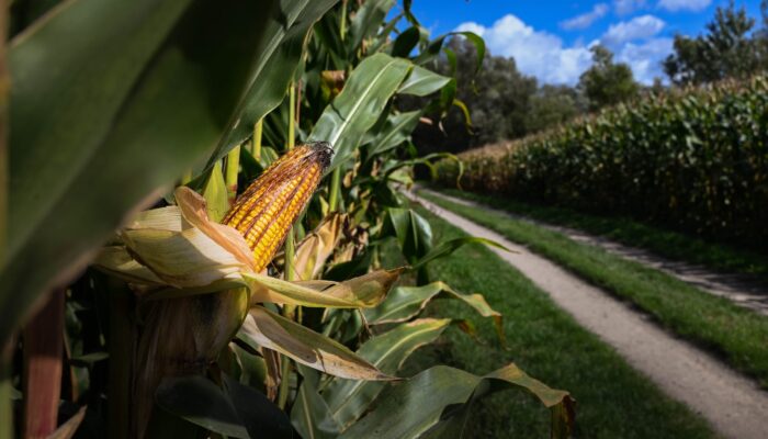 547947362 1180393674121784 1559226253312983506 n