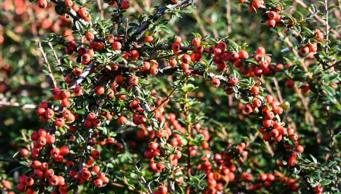 548138850 1180393374121814 2524645973652318350 n