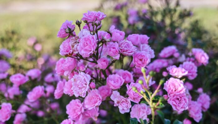 548305333 1180393927455092 5411145498289996024 n