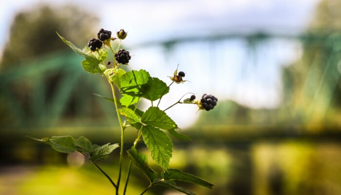 550367218 1180393660788452 4736573799659575916 n