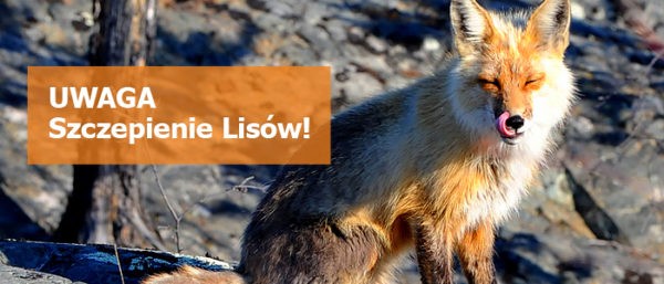 szczepienie2014 01 600x257