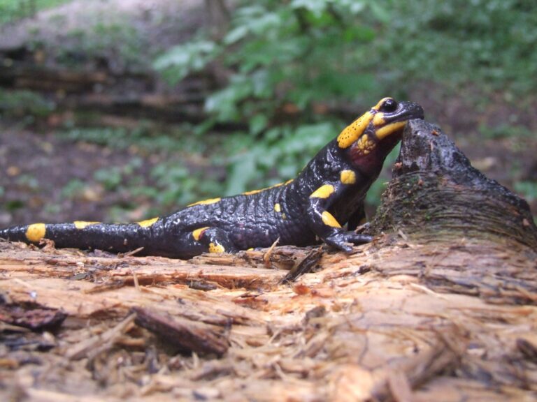 salamandra plamista