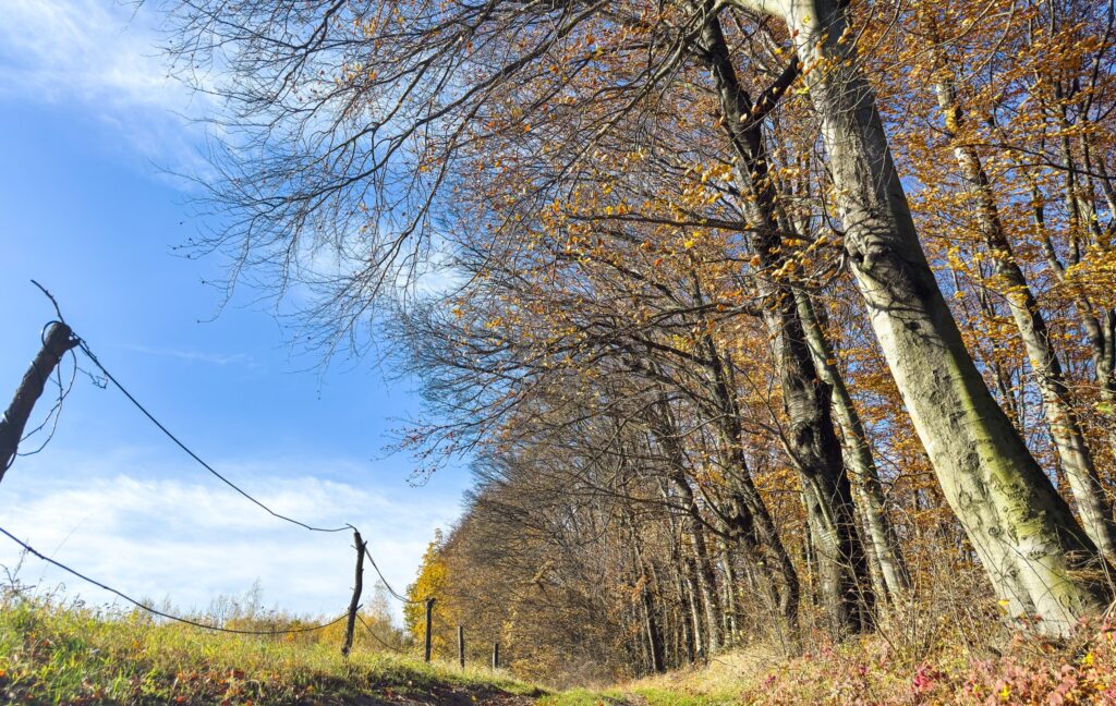 572065148 1281404047363761 8502515041303365299 n