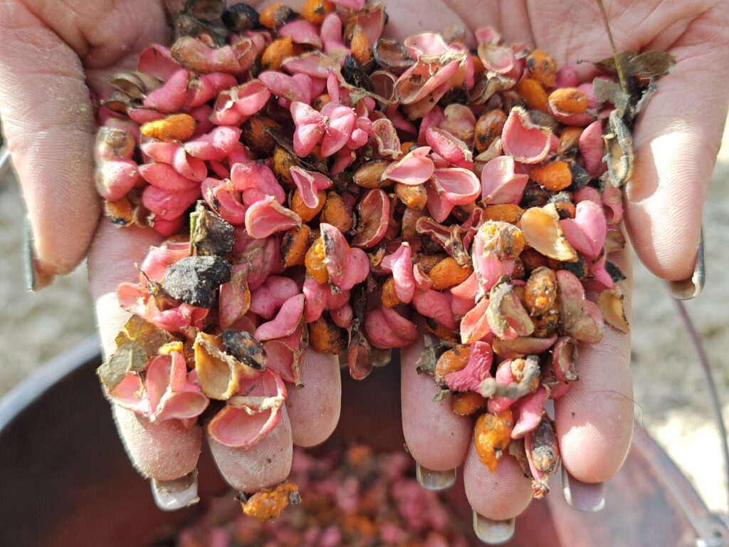 Kolbuszowa. To Prawdziwa &Quot;Gwiazda&Quot; Jesieni. Leśnicy Z Regionu Rozpoczęli Siew Niezwykłej Rośliny 1 574309312 1145892587665939 5712360686293300620 N1