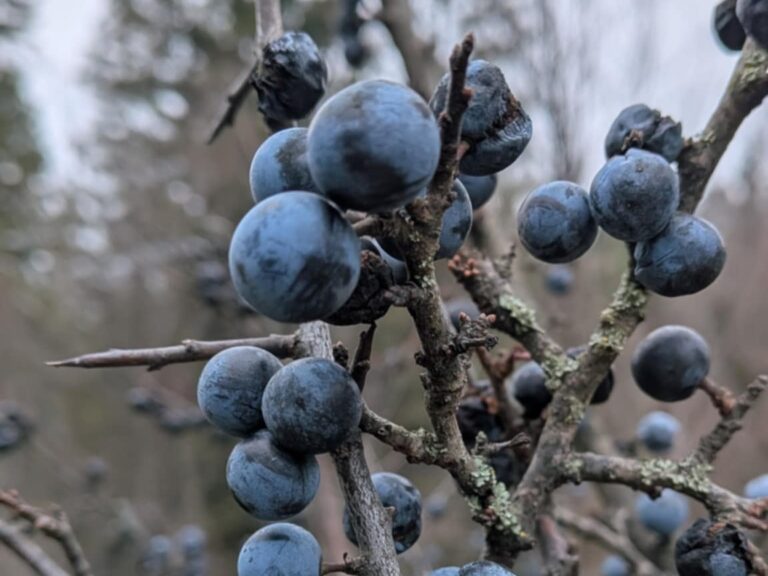 577058541 1248398887318475 8122836476404831815 n1