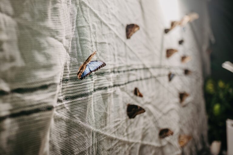 577367936 1252149720291133 6723424027019676869 n